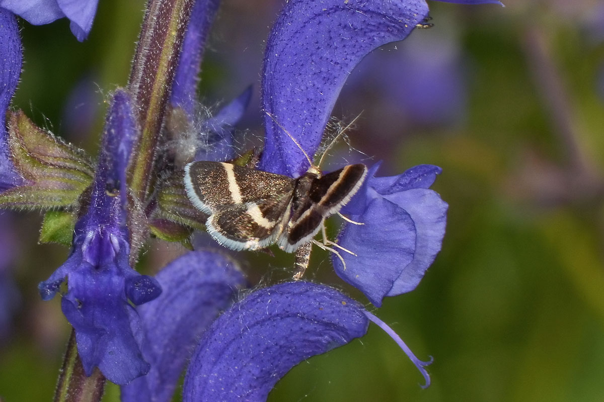 Da identificare - Pyrausta cingulata, Crambidae